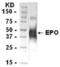 Erythropoietin antibody, XW-7689, ProSci, Western Blot image 