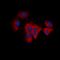ER lumen protein retaining receptor 2 antibody, orb393090, Biorbyt, Immunocytochemistry image 