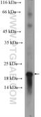 Olfactory Marker Protein antibody, 18185-1-AP, Proteintech Group, Western Blot image 