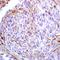 GRGDS antibody, orb10739, Biorbyt, Immunohistochemistry paraffin image 