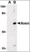 Cell death regulator Aven antibody, orb87287, Biorbyt, Western Blot image 
