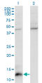 C-C Motif Chemokine Ligand 7 antibody, LS-C198162, Lifespan Biosciences, Western Blot image 