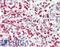 Protein OS-9 antibody, LS-C141205, Lifespan Biosciences, Immunohistochemistry frozen image 