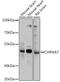 Neuronal acetylcholine receptor subunit alpha-7 antibody, GTX64511, GeneTex, Western Blot image 