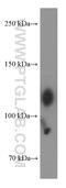 Cadherin 17 antibody, 60351-1-Ig, Proteintech Group, Western Blot image 