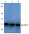 Claudin 2 antibody, AP06063PU-N, Origene, Western Blot image 