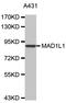Mitotic spindle assembly checkpoint protein MAD1 antibody, abx126966, Abbexa, Western Blot image 