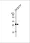 Glycoprotein M6A antibody, LS-B12079, Lifespan Biosciences, Western Blot image 