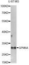 Glycoprotein M6A antibody, STJ111550, St John