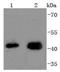 JunB Proto-Oncogene, AP-1 Transcription Factor Subunit antibody, A01825-1, Boster Biological Technology, Western Blot image 