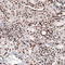 mH2A1 antibody, AMAb91348, Atlas Antibodies, Immunohistochemistry paraffin image 