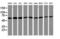 Tripartite Motif Containing 38 antibody, TA505979, Origene, Western Blot image 