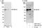 Mitogen-Activated Protein Kinase Kinase Kinase 2 antibody, A302-164A, Bethyl Labs, Western Blot image 