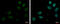Myelin Transcription Factor 1 Like antibody, GTX124184, GeneTex, Immunofluorescence image 