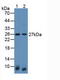 Latexin antibody, LS-C719157, Lifespan Biosciences, Western Blot image 