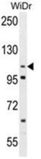Disintegrin and metalloproteinase domain-containing protein 19 antibody, AP50078PU-N, Origene, Western Blot image 