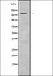 ADAM Metallopeptidase With Thrombospondin Type 1 Motif 12 antibody, orb337966, Biorbyt, Western Blot image 