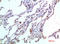 C-C Motif Chemokine Ligand 24 antibody, A03513, Boster Biological Technology, Immunohistochemistry frozen image 
