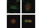 Histone H3 antibody, 9706L, Cell Signaling Technology, Immunofluorescence image 