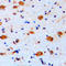 Rho GTPase Activating Protein 22 antibody, LS-C353511, Lifespan Biosciences, Immunohistochemistry frozen image 