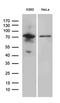 Rac GTPase-activating protein 1 antibody, MA5-27508, Invitrogen Antibodies, Western Blot image 