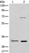 Cyclin B1 Interacting Protein 1 antibody, PA5-68386, Invitrogen Antibodies, Western Blot image 