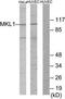 Myocardin Related Transcription Factor A antibody, TA315677, Origene, Western Blot image 
