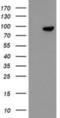 F-Box Protein 42 antibody, NBP2-03909, Novus Biologicals, Western Blot image 