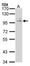Glucocorticoid receptor antibody, TA308891, Origene, Western Blot image 
