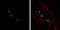 HASH1 antibody, GTX129189, GeneTex, Immunofluorescence image 