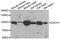 Dachshund homolog 1 antibody, abx006849, Abbexa, Western Blot image 