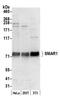 SMAP antibody, NB100-79784, Novus Biologicals, Western Blot image 