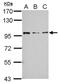 RAS P21 Protein Activator 4 antibody, NBP2-15089, Novus Biologicals, Western Blot image 