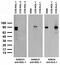 Leucine-rich repeat-containing protein 4C antibody, 73-108, Antibodies Incorporated, Western Blot image 