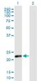 CSH1 antibody, H00001443-B02P, Novus Biologicals, Western Blot image 
