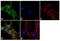 Solute Carrier Family 1 Member 2 antibody, 701988, Invitrogen Antibodies, Immunofluorescence image 