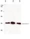 Caveolin 1 antibody, AP06041PU-N, Origene, Western Blot image 