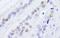 Non-POU Domain Containing Octamer Binding antibody, A300-582A, Bethyl Labs, Immunohistochemistry paraffin image 