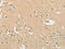 Cholinergic Receptor Nicotinic Alpha 2 Subunit antibody, CSB-PA279534, Cusabio, Immunohistochemistry paraffin image 