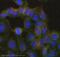 Protein GREB1 antibody, ab72999, Abcam, Immunofluorescence image 
