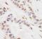 CREB Regulated Transcription Coactivator 3 antibody, A302-703A, Bethyl Labs, Immunohistochemistry paraffin image 
