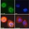 Autoimmune Regulator antibody, NB100-1063, Novus Biologicals, Immunofluorescence image 