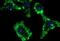 Cytochrome B-245 Chaperone 1 antibody, NBP2-46594, Novus Biologicals, Immunofluorescence image 