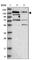RNA Binding Motif Protein 6 antibody, HPA026272, Atlas Antibodies, Western Blot image 