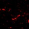 DLG Associated Protein 2 antibody, A09760, Boster Biological Technology, Immunofluorescence image 