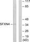 Sideroflexin 4 antibody, GTX87501, GeneTex, Western Blot image 