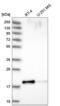 Proline-rich protein 13 antibody, NBP2-55384, Novus Biologicals, Western Blot image 