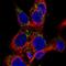 Ta antibody, HPA037973, Atlas Antibodies, Immunocytochemistry image 