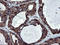 Ski-like protein antibody, TA800171, Origene, Immunohistochemistry frozen image 
