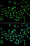 Cyclin Dependent Kinase Inhibitor 3 antibody, orb48325, Biorbyt, Immunofluorescence image 